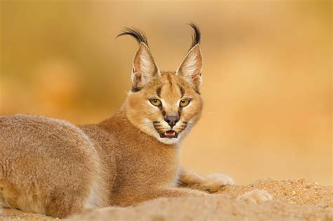 Whore Caracal